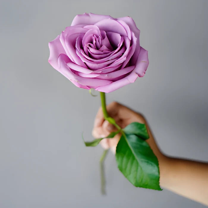 Cool Water Lavender Rose