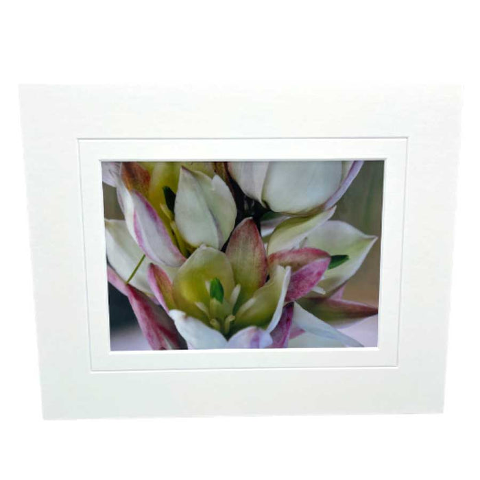 Curve-Leaf Yucca Photograph | 8x10 With White Or Black Border | 2 The Ends of the Earth