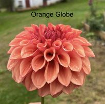 Orange Globe