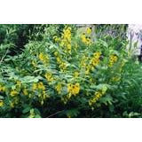 Partridge Peas Seed Lark