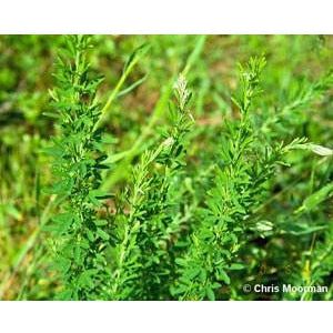Sericea Lespedeza Seed (Hulled) - Seed World