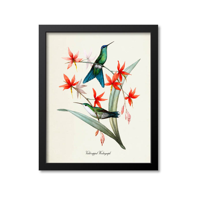 Violet-capped Woodnymph Hummingbird Print