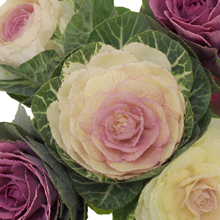 Assorted Colors Kale Mix