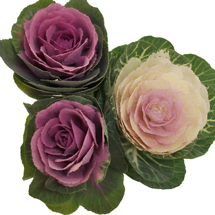 Assorted Colors Kale Mix