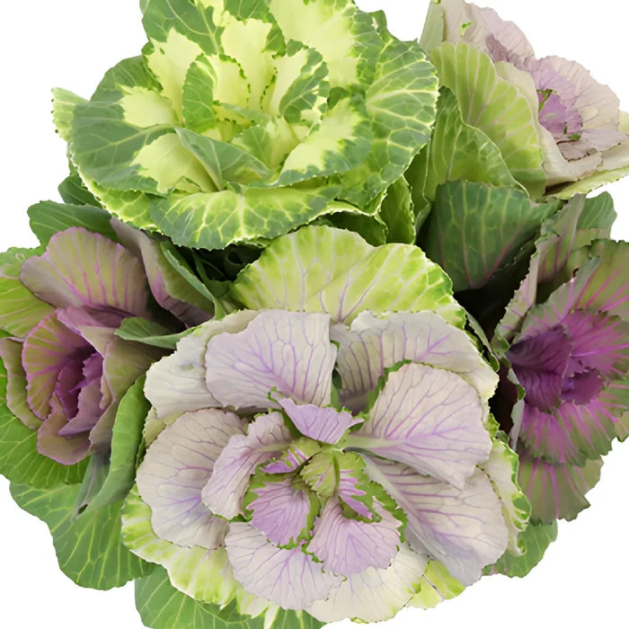 Assorted Colors Kale Mix