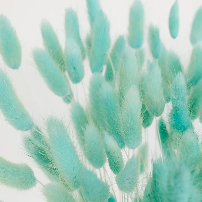 Baby Blue Dried Bunny Tails Close Up - Image