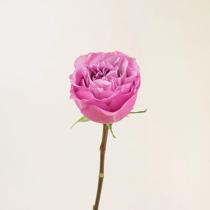 Queens Crown Purple Garden Rose Stem