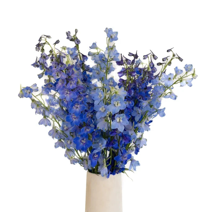 Blue Assorted Designer Delphinium Pack Close Up - Image