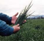 Bronson Tall Fescue Forage Type Grass Seed (Endophyte Free) - Seed World