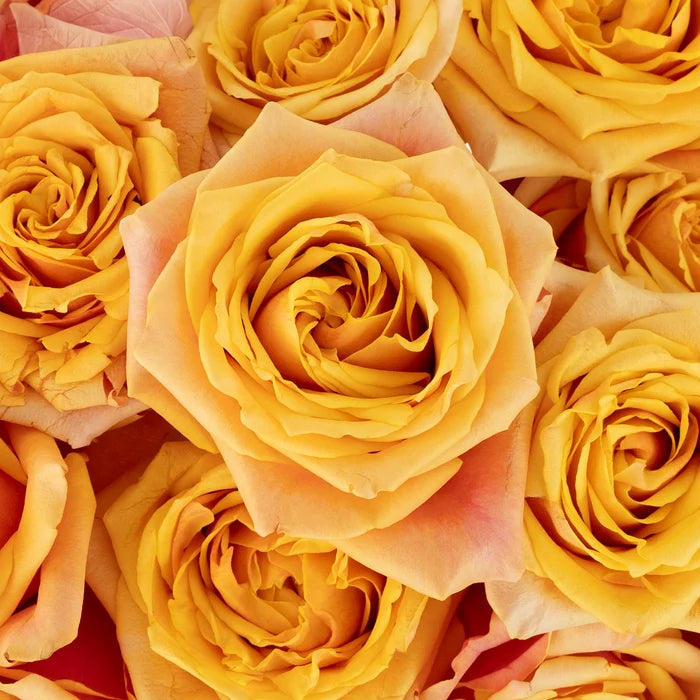 Cherry Brandy Sunkissed Rose Close Up - Image