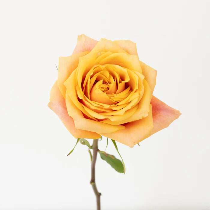 Cherry Brandy Sunkissed Rose Stem - Image