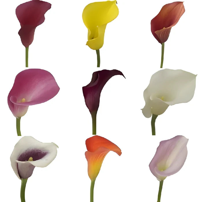 Choose Your Color Mini Calla Lilies
