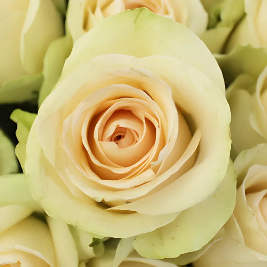 Clear Ocean Peachy Cream Rose