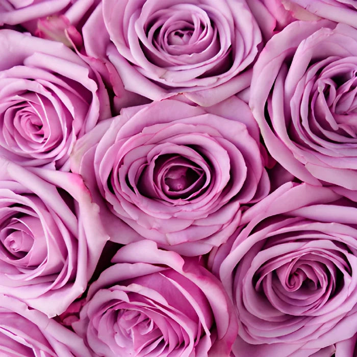 Cool Water Lavender Rose