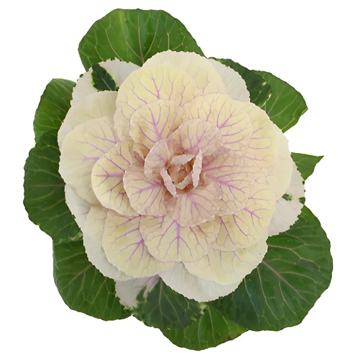Cream Ornamental Kale Flowers