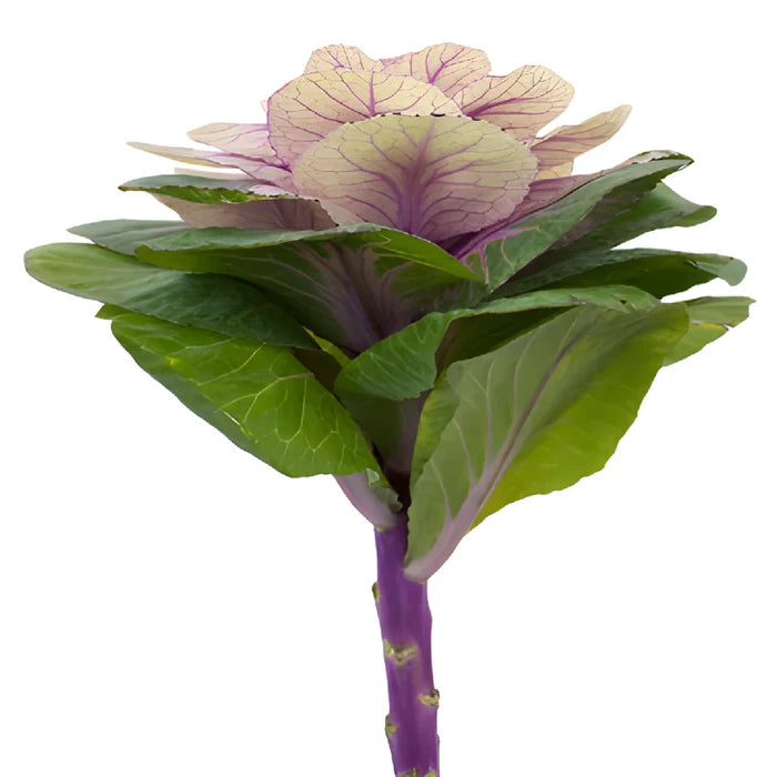 Cream Ornamental Kale Flowers