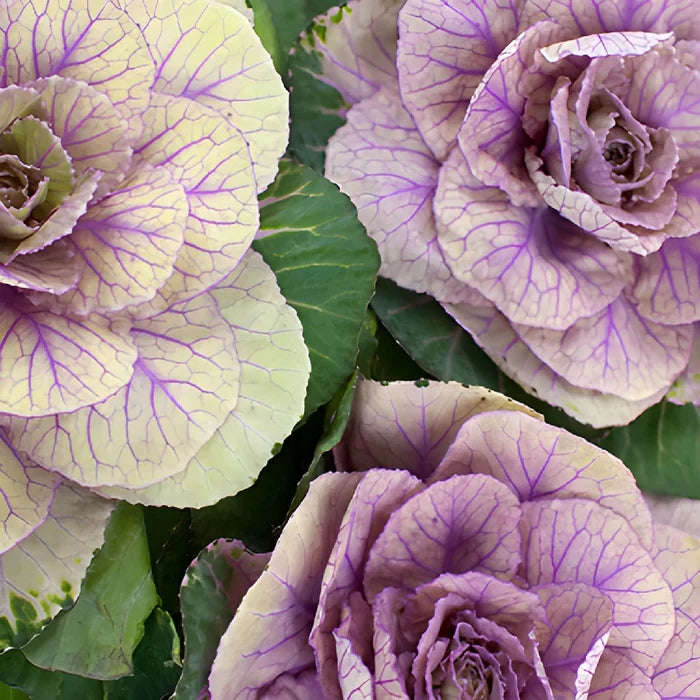Cream Ornamental Kale Flowers