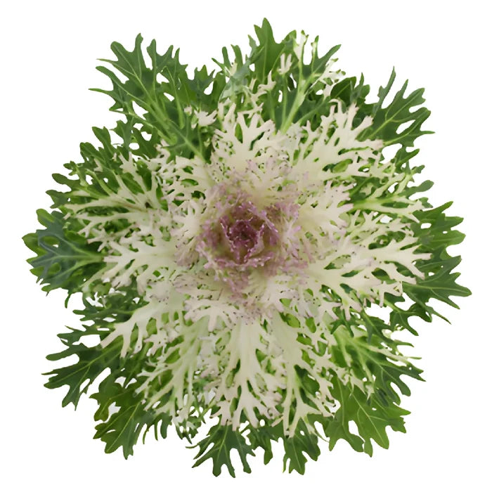 Creamy Lavender Ornamental King Kale Flowers