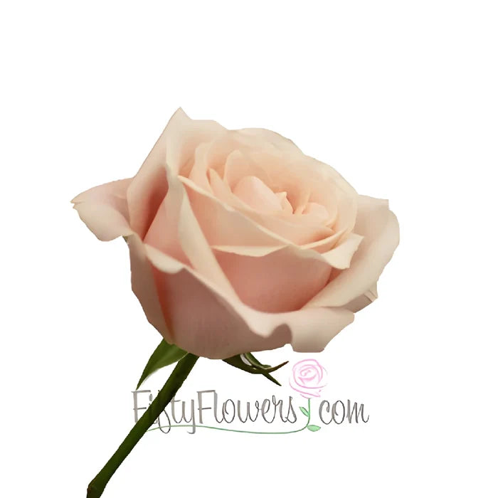Creamy Pink Candy Bianca Rose