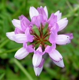 Crown Vetch Seed - Seed World