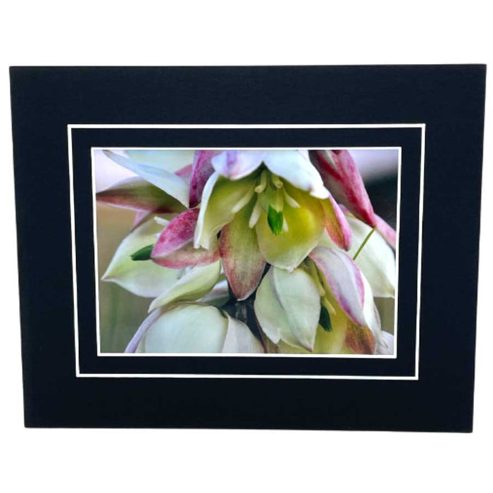 Curve-Leaf Yucca Photograph | 8x10 With White Or Black Border | 2 The Ends of the Earth