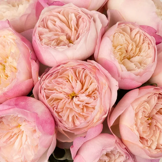 Pink Cloud David Austin Constance Garden Rose Close Up - Image