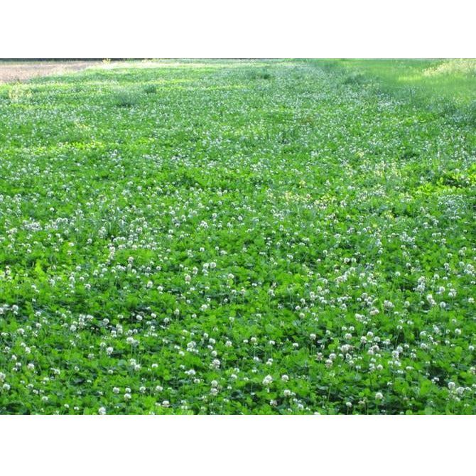 Durana White Clover Seed