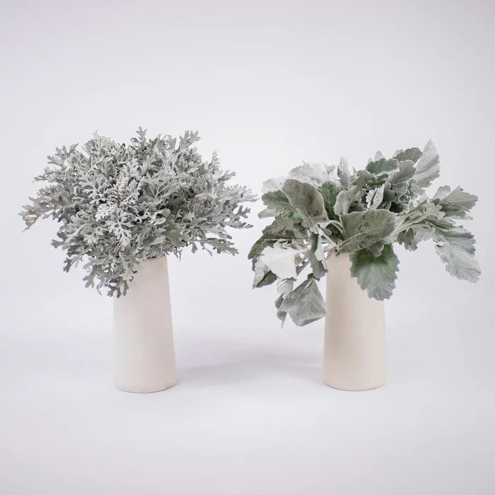 Greenery Dusty Miller Leaf Flower Bunch in Vase