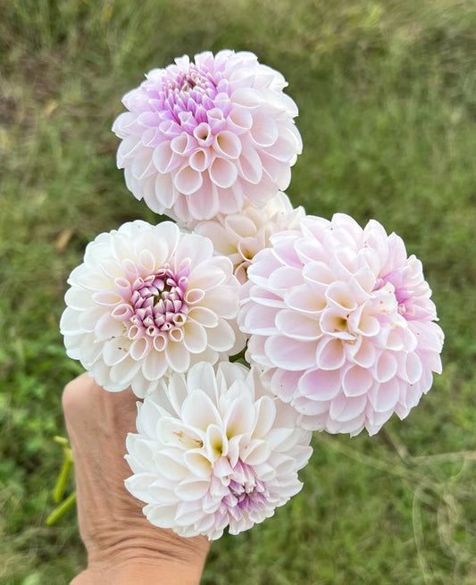 Eden's Blush On (As seen on Garden of Eden- hybridized by Den)