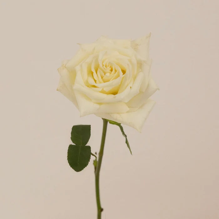 Eskimo White Rose Stem - Image