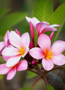 Frangipani Apothecary Roll-on Oil | Hydra Bloom