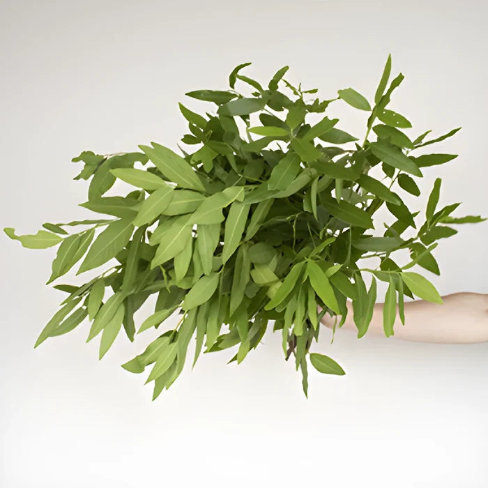 Fresh cut greens fall bay leaf filler flowers sold near me for delivery