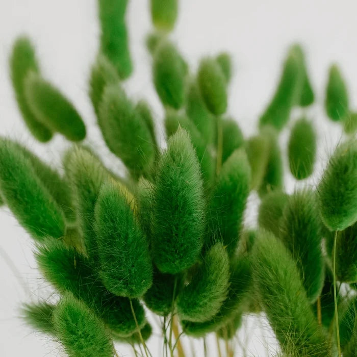 Green Dried Craspedia Bunny Tails Close Up - Image