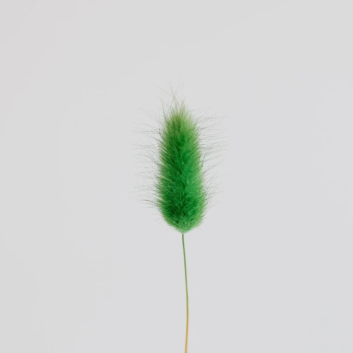 Green Dried Craspedia Bunny Tails Stem - Image