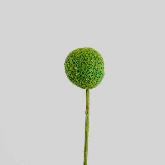 Green Dried Craspedia Billy Ball Stem - Image