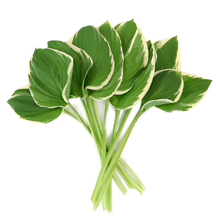 Green Picotee Designer Hosta Leaves