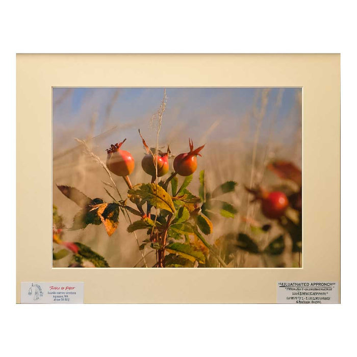 Hummingbird Photograph | 8x10 Image | 2 The Ends of the Earth