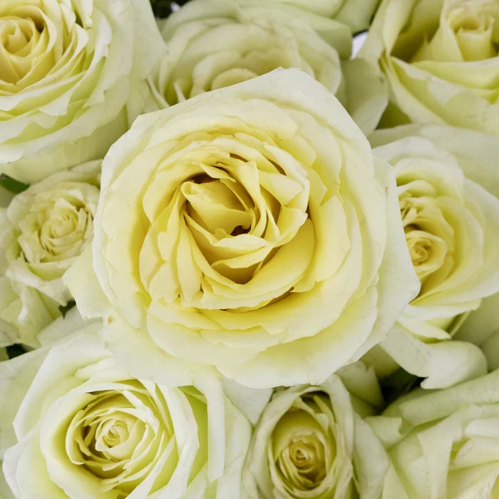 Jade Green Rose Close Up - Image