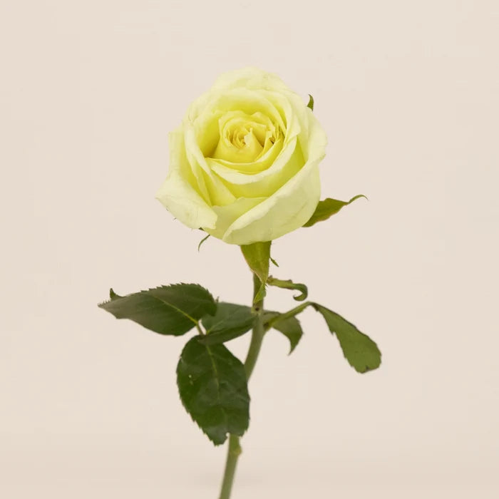 Jade Green Rose Stem - Image