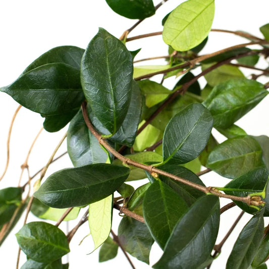 Green Jasmine Vine Greenery Up Close