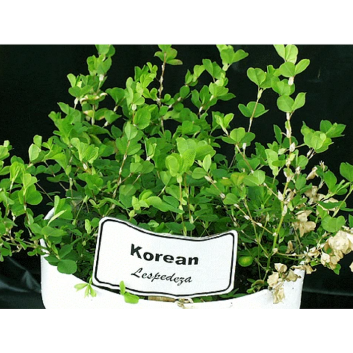 Korean Lespedeza Seed - Seed World