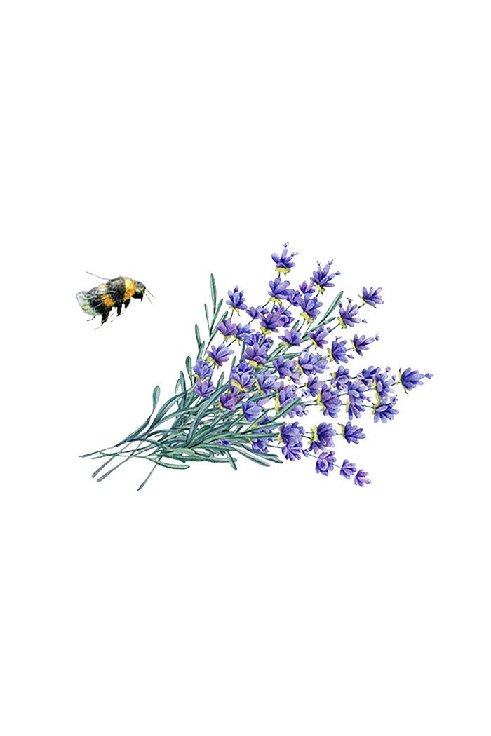 Rustic Strength - botanical image of bunch of lavender representing Lavender scent
