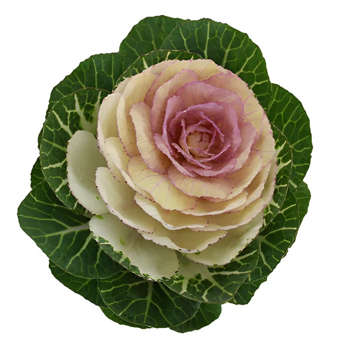Lavender Blush Kale Flowers