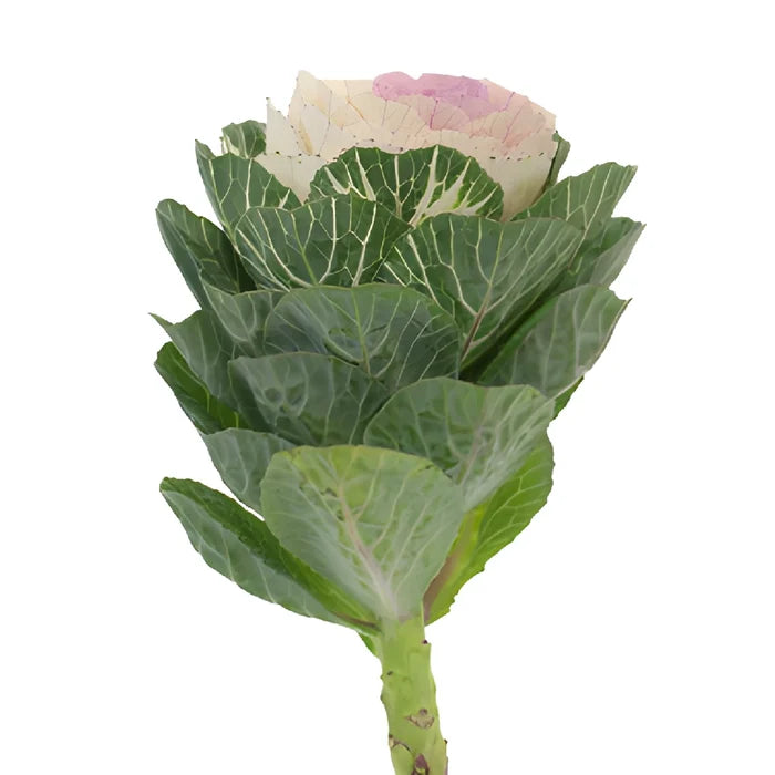 Lavender Blush Kale Flowers