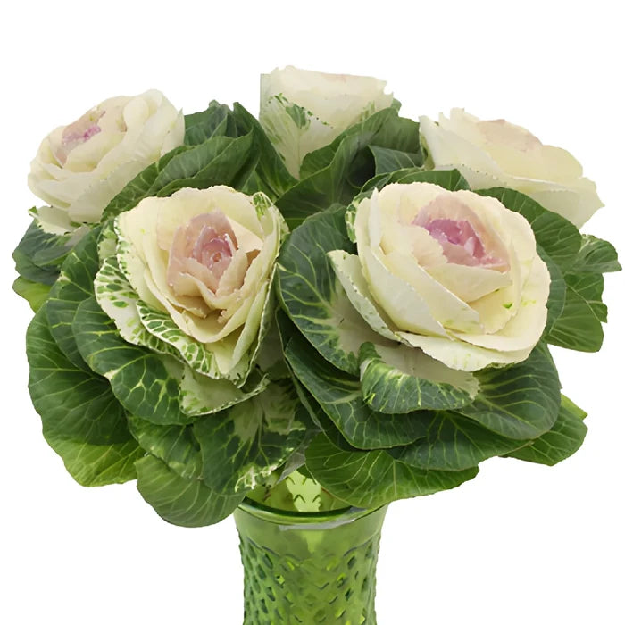 Lavender Blush Kale Flowers