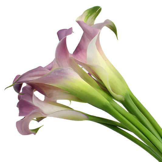 Lavender Blush Mini Calla Lily Flower