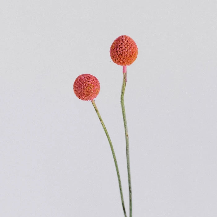Light Pink Bulk Billy Ball Stem - Image