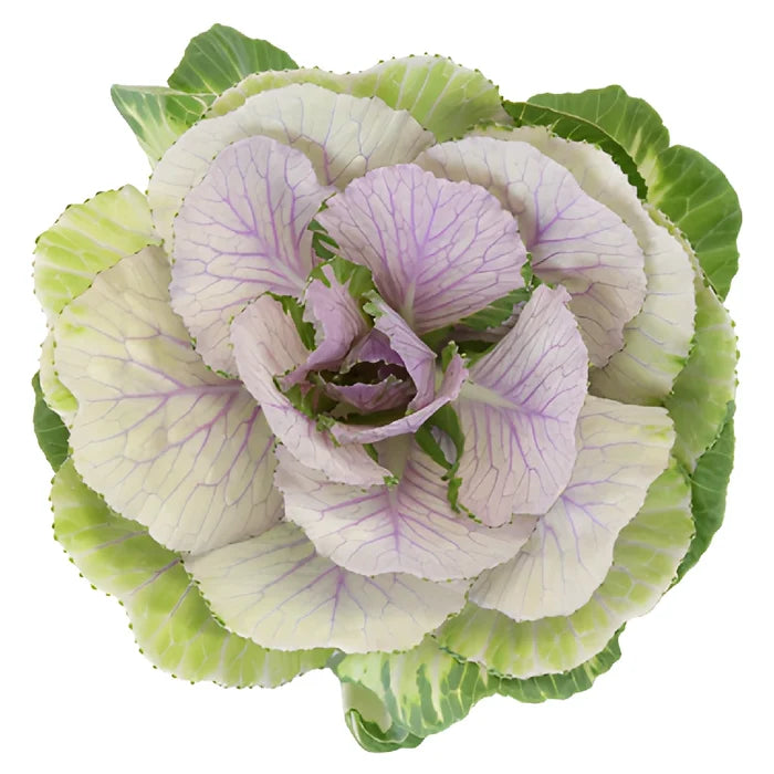 Lilac Green Kale Flowers