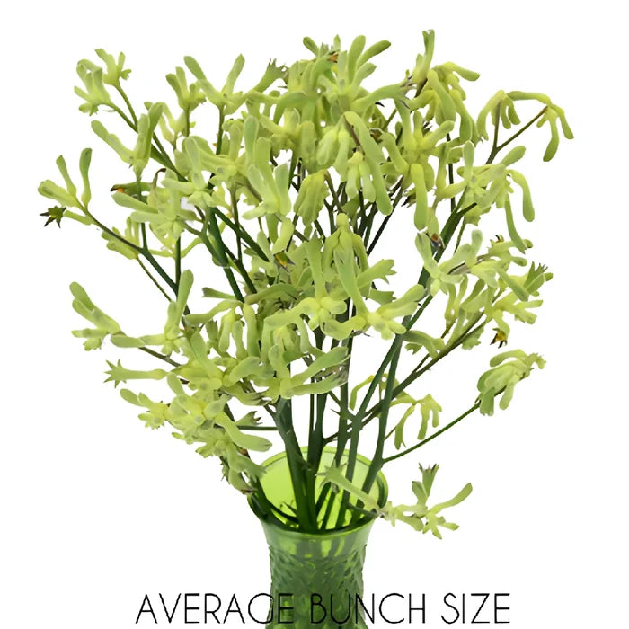Lime Green Kangaroo Paw Flowers