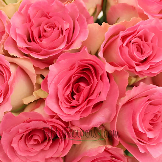 Malibu Pink Rose